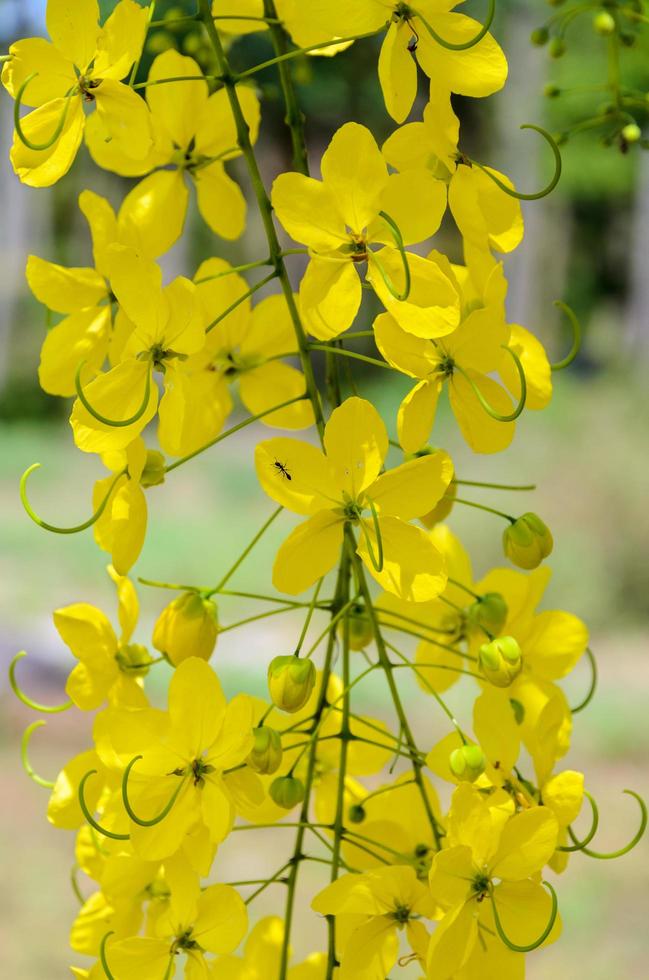 purga de flores de cassia o ratchaphruek, fístula de cassis foto