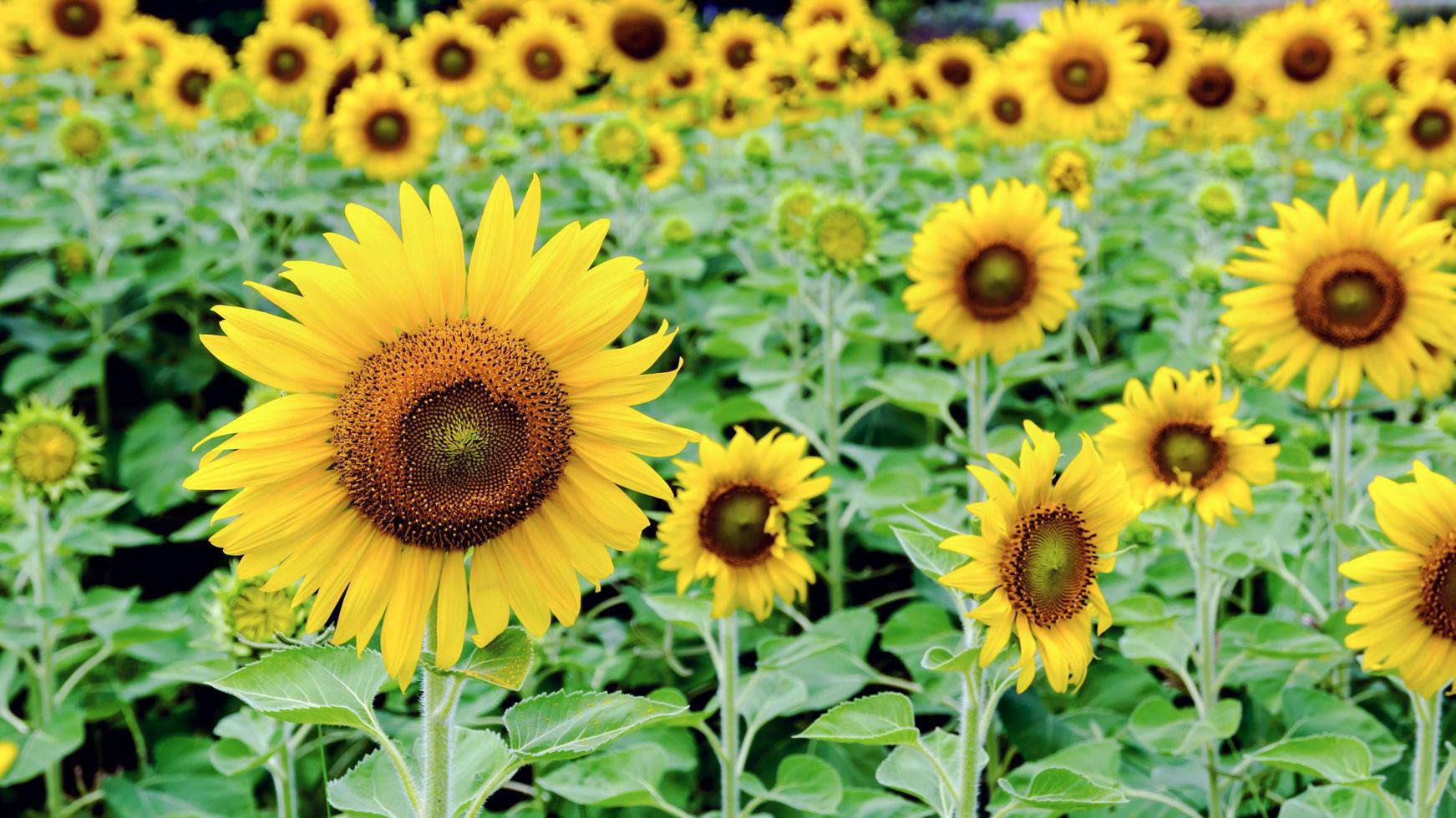 Sunflower or Helianthus Annuus photo