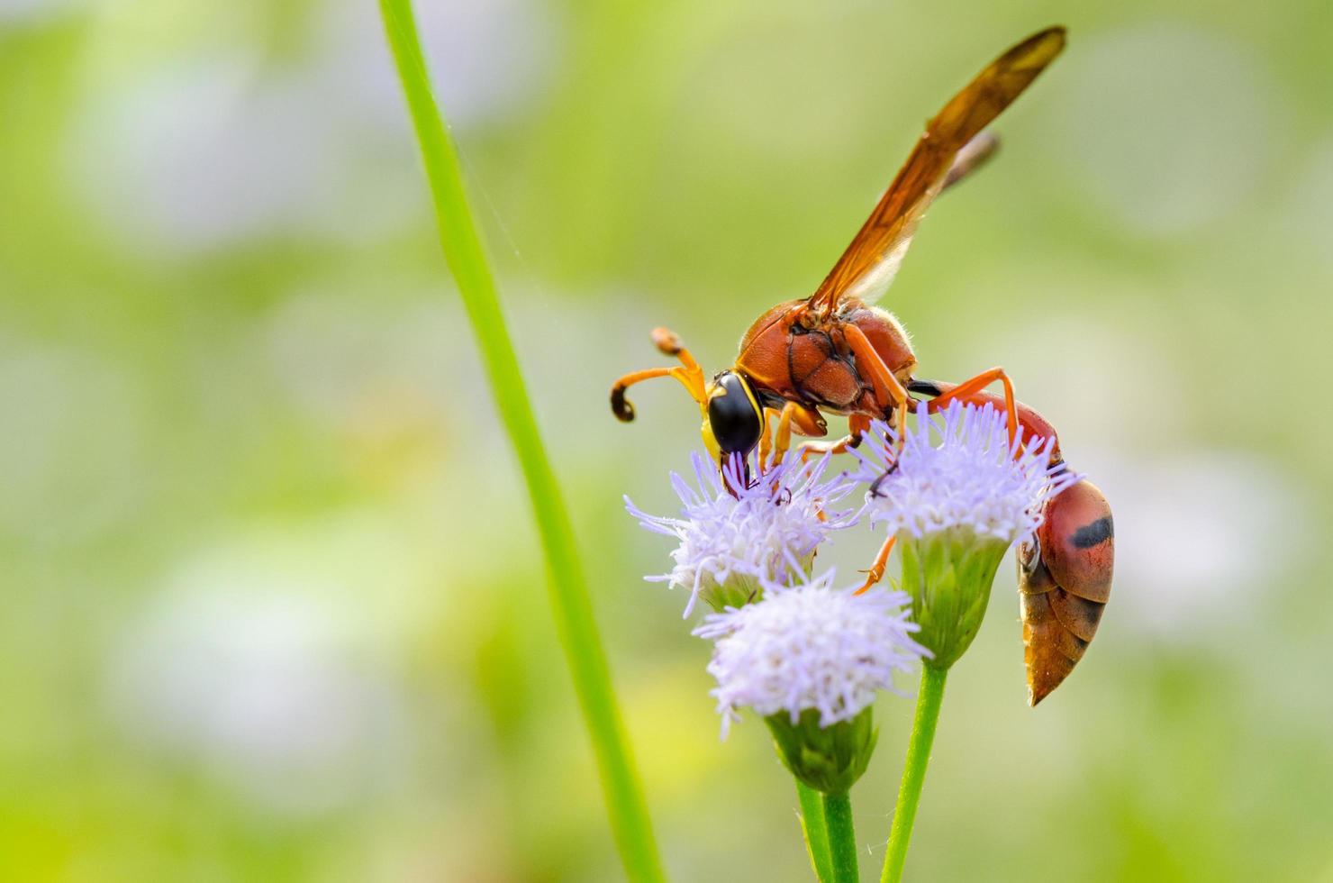 Potter Wasp - Eumenes latreilli photo