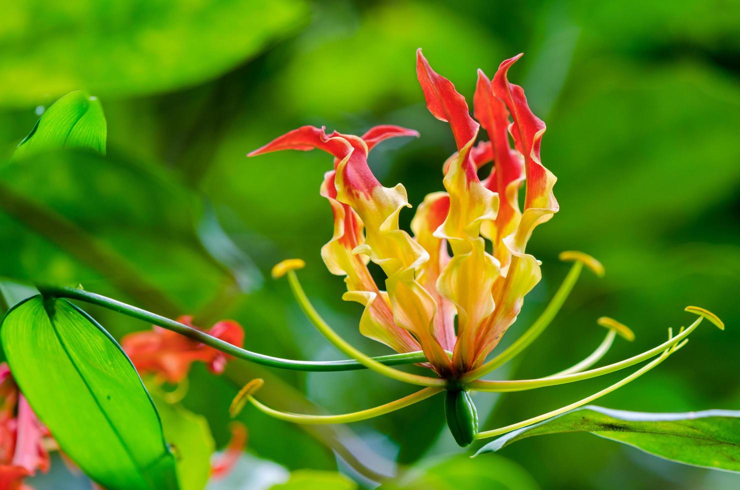 Gloriosa Superba or Climbing Lily flower photo