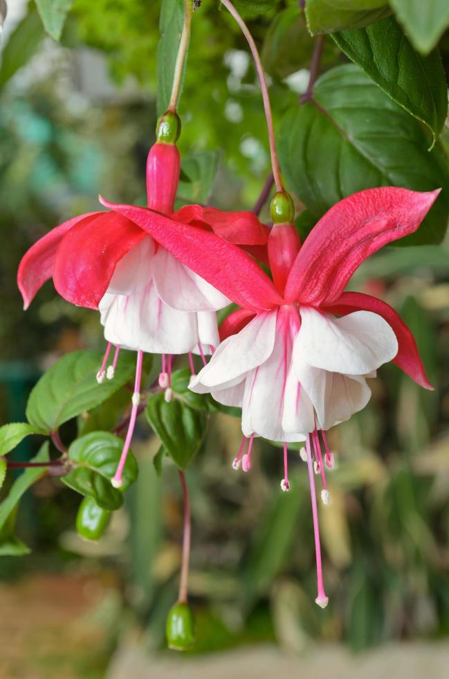 Lady's Eardrops, Fuchsia flowers photo