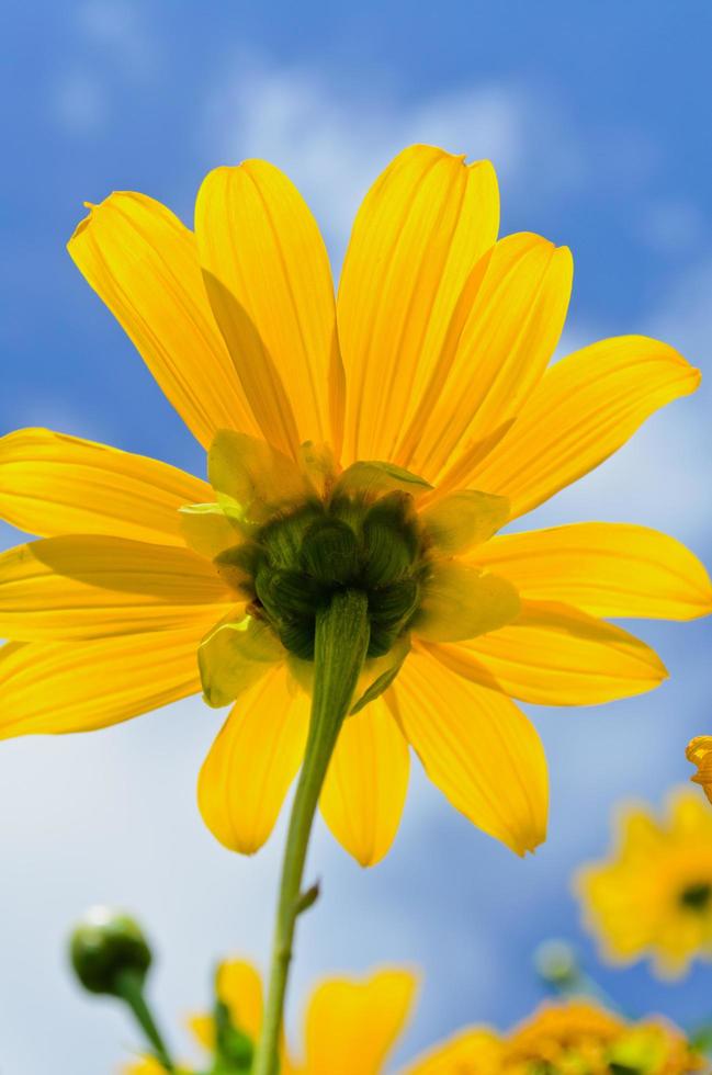 cerrar la hierba de girasol mexicana, las flores son de color amarillo brillante foto