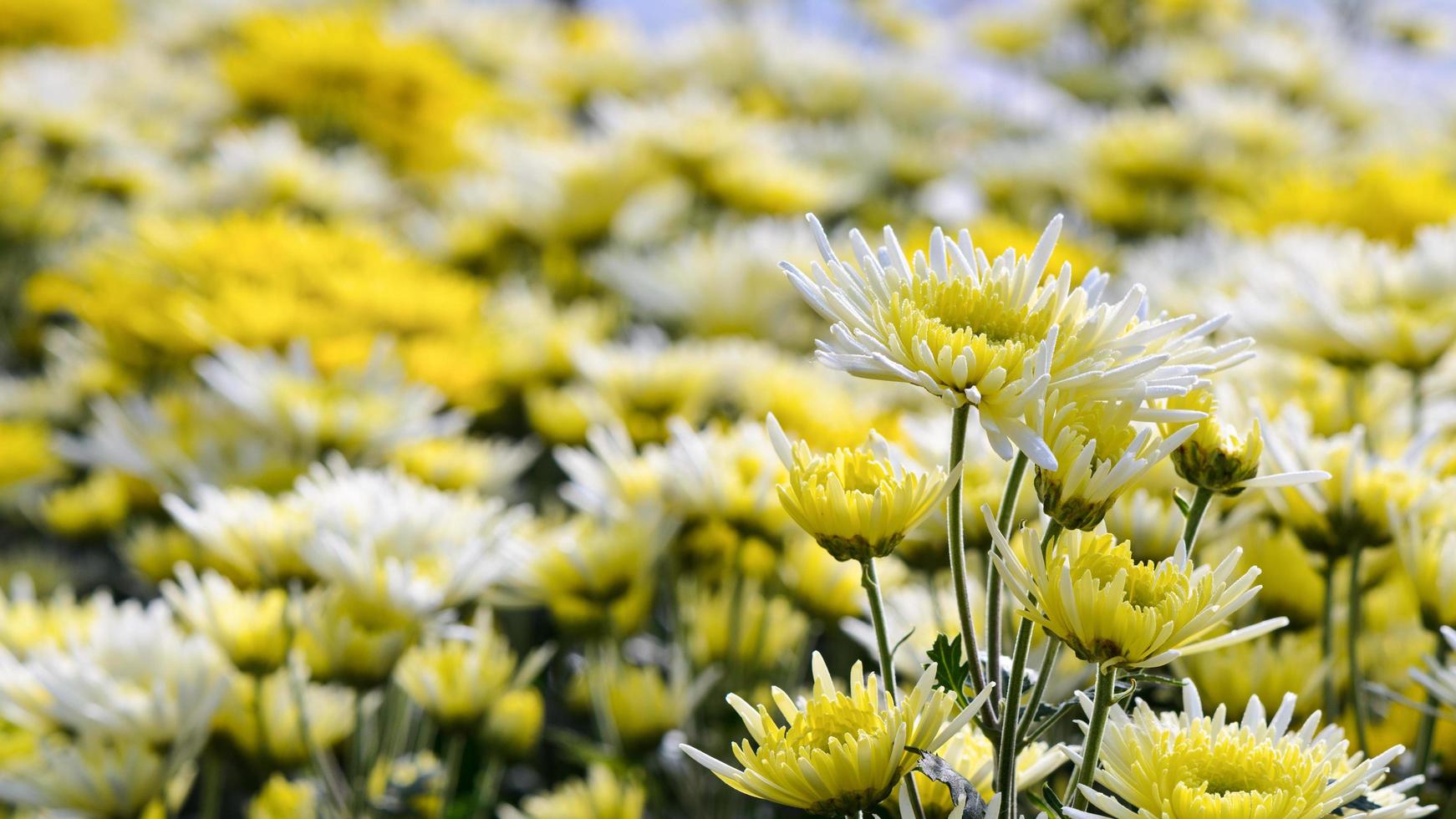Chrysanthemum Morifolium flowers garden photo