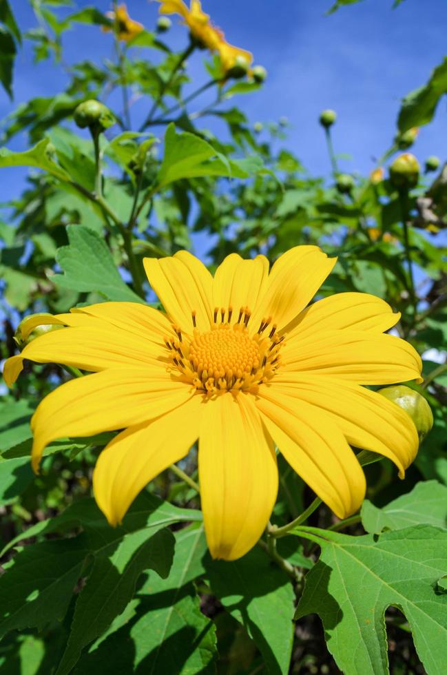 hierba de girasol mexicana, las flores son de color amarillo brillante foto