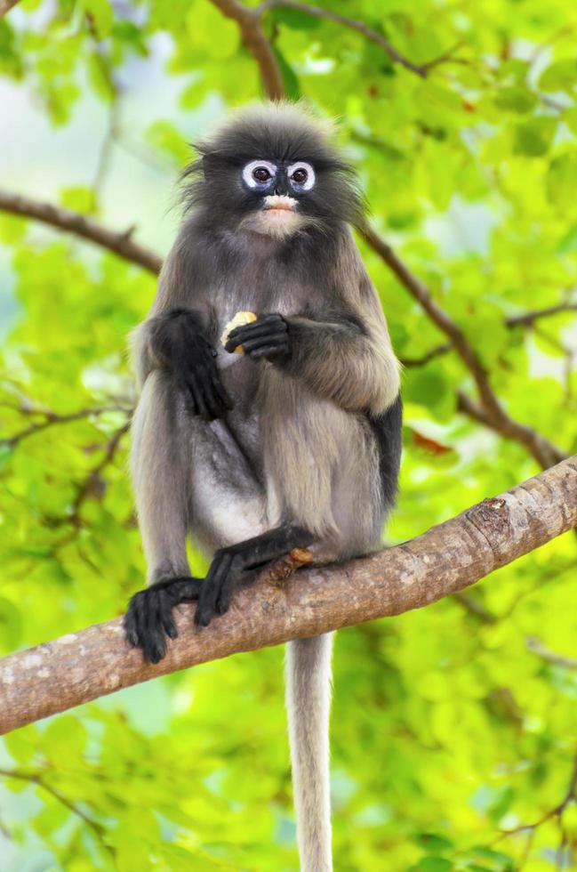 Dusky leaf monkey or Trachypithecus obscurus on tree photo