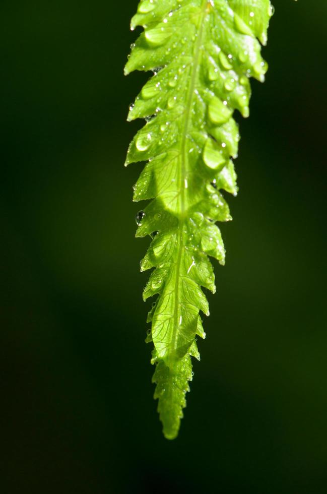 gotas de lluvia en la hoja de helecho foto