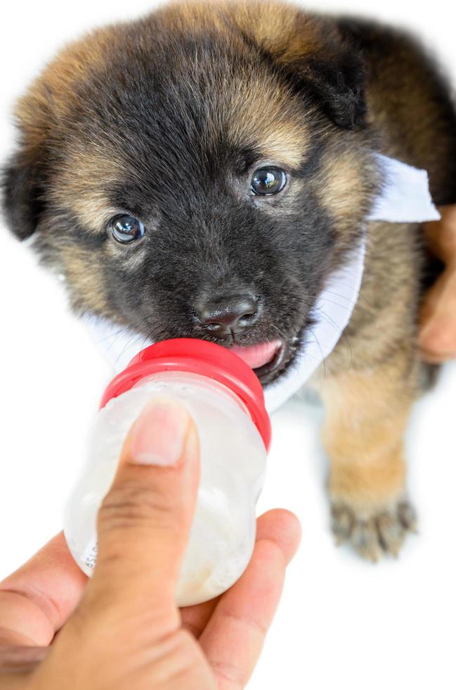 bebé de los perros comiendo leche foto