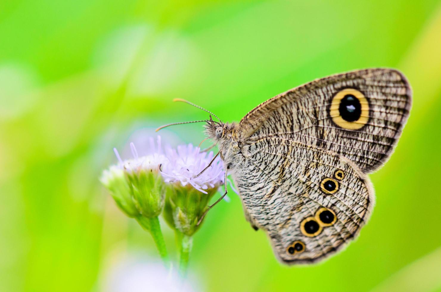 Close up of a grey-brown butterfly with eye spots on its wings photo