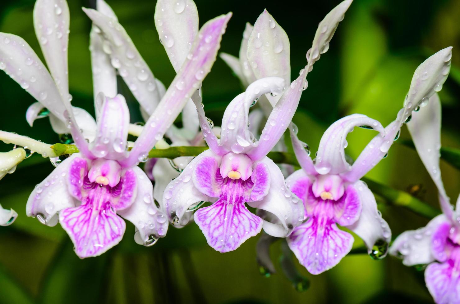 híbridos de orquídeas dendrobium es blanco con rayas rosadas. foto