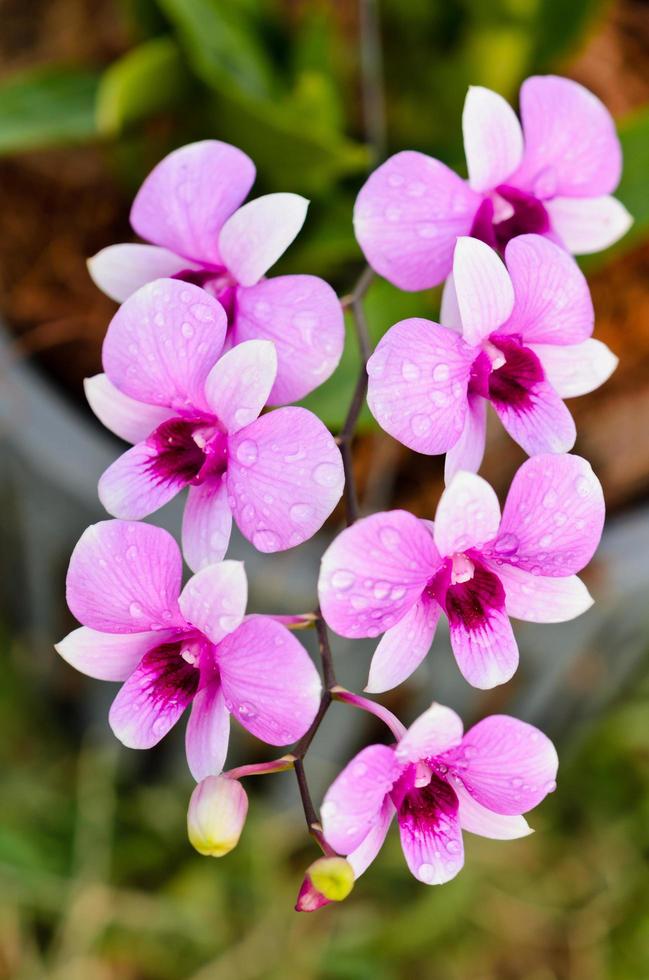 los híbridos de orquídeas dendrobium son rayas blancas y rosas foto