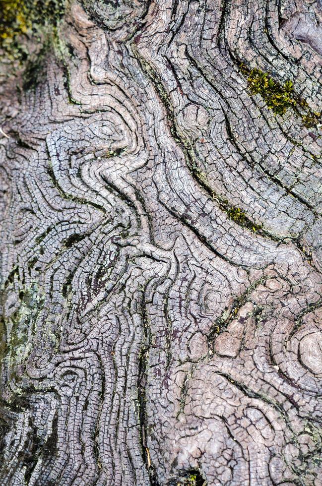 Texture of old wood photo