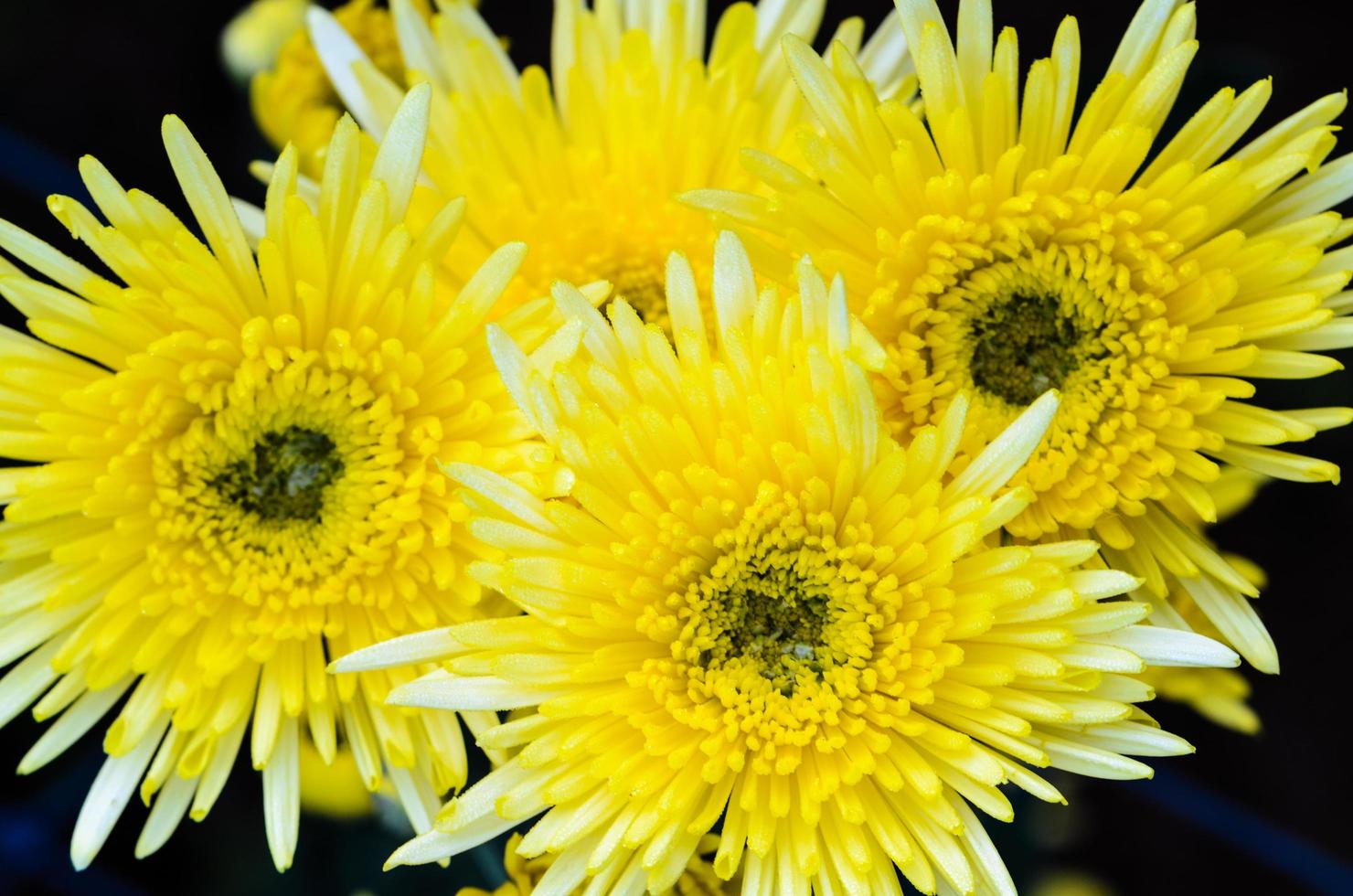 Cerrar flores de crisantemo amarillo foto