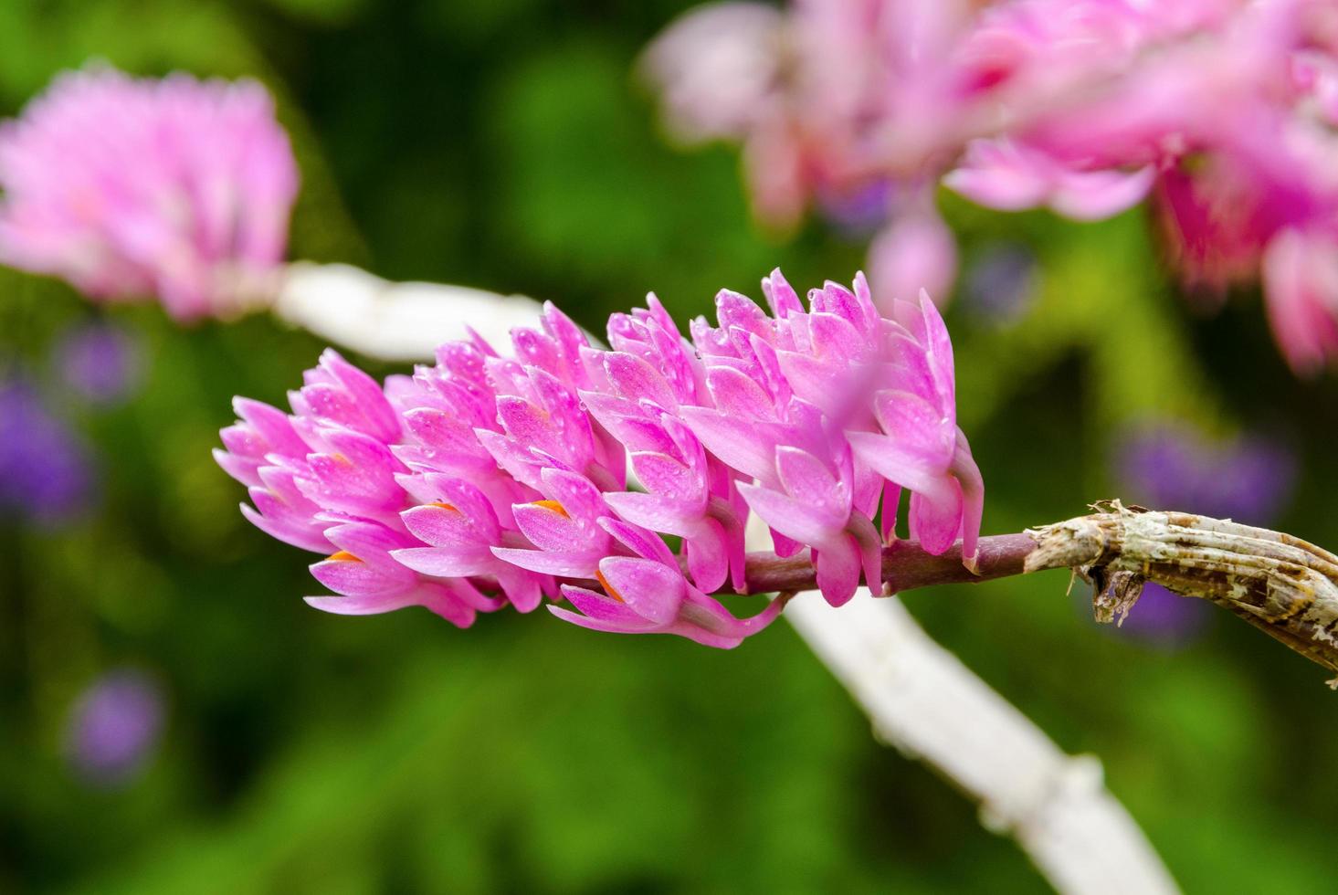 flor rosada de la orquídea del cepillo de dientes foto