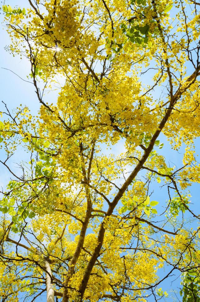 Yellow flowers on tree of Purging Cassia or Ratchaphruek photo