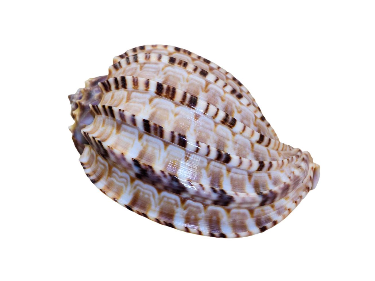 Shell of Articulate Harp or Harpa Articularis 16739567 Stock Photo at