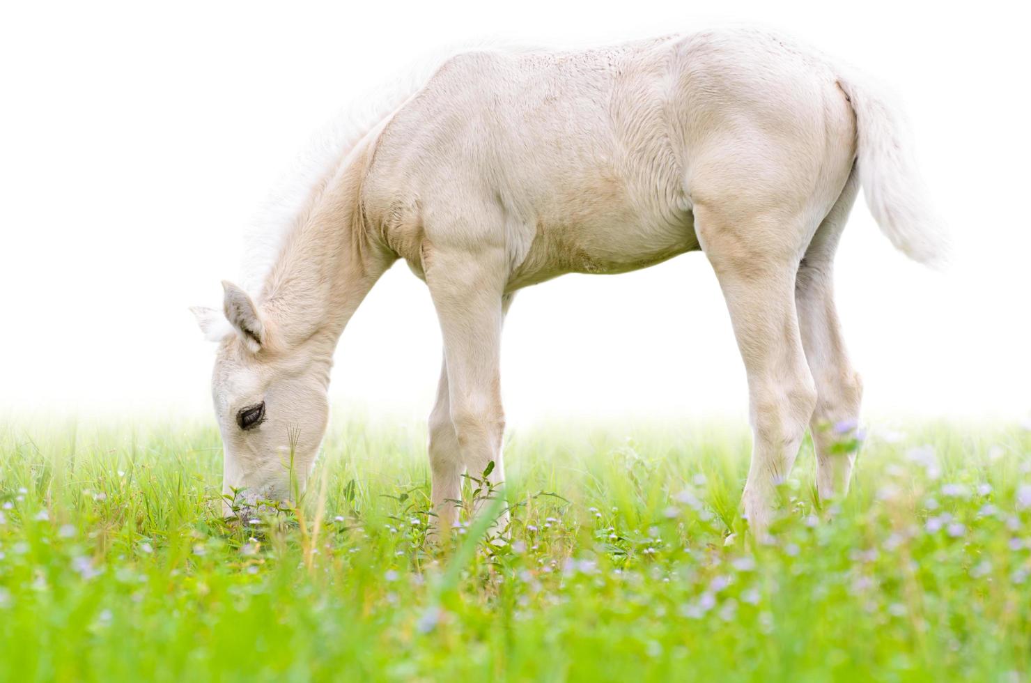 Horse foal in grass isolated on white photo