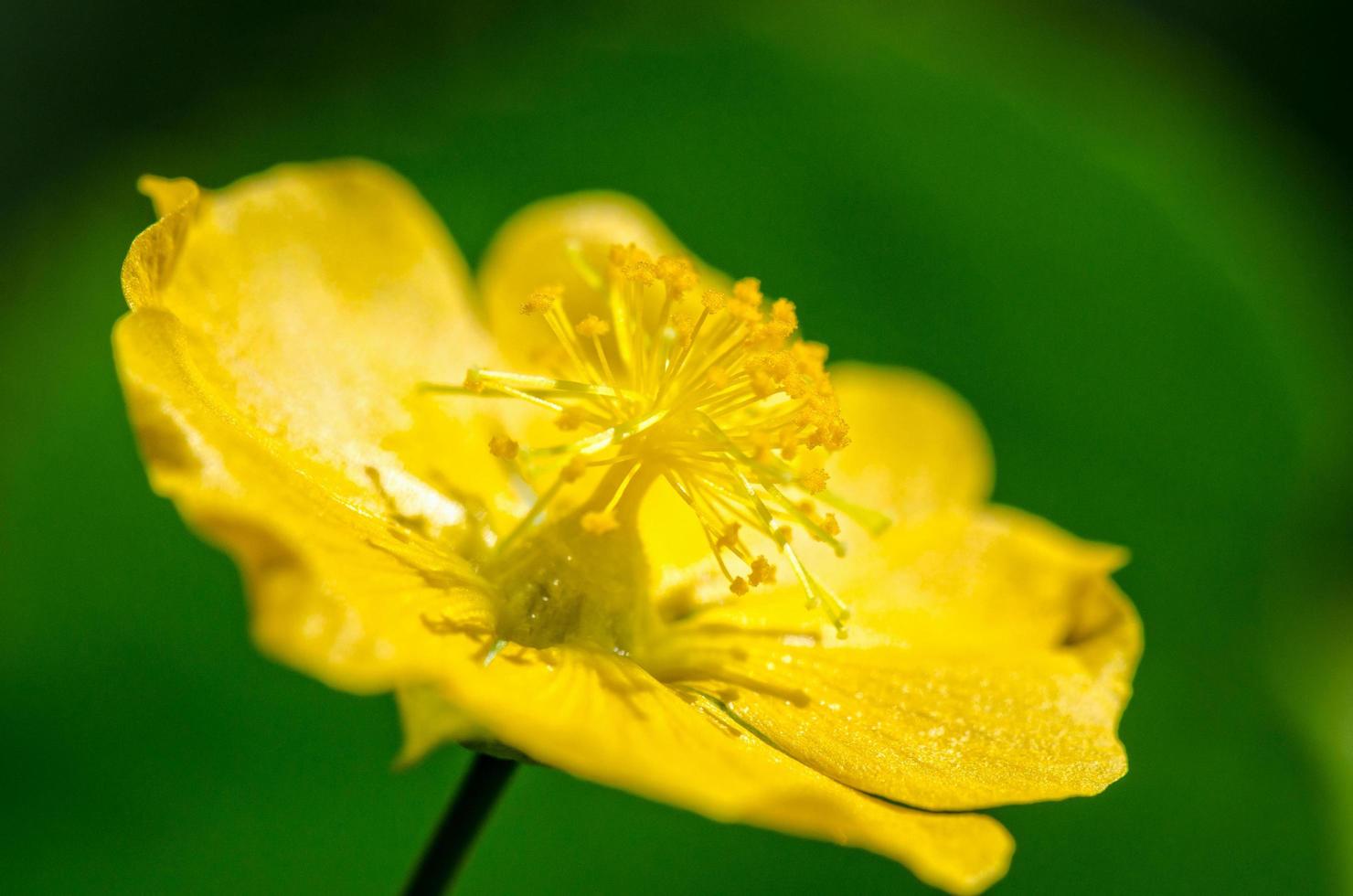 Small yellow pollen on flowers photo