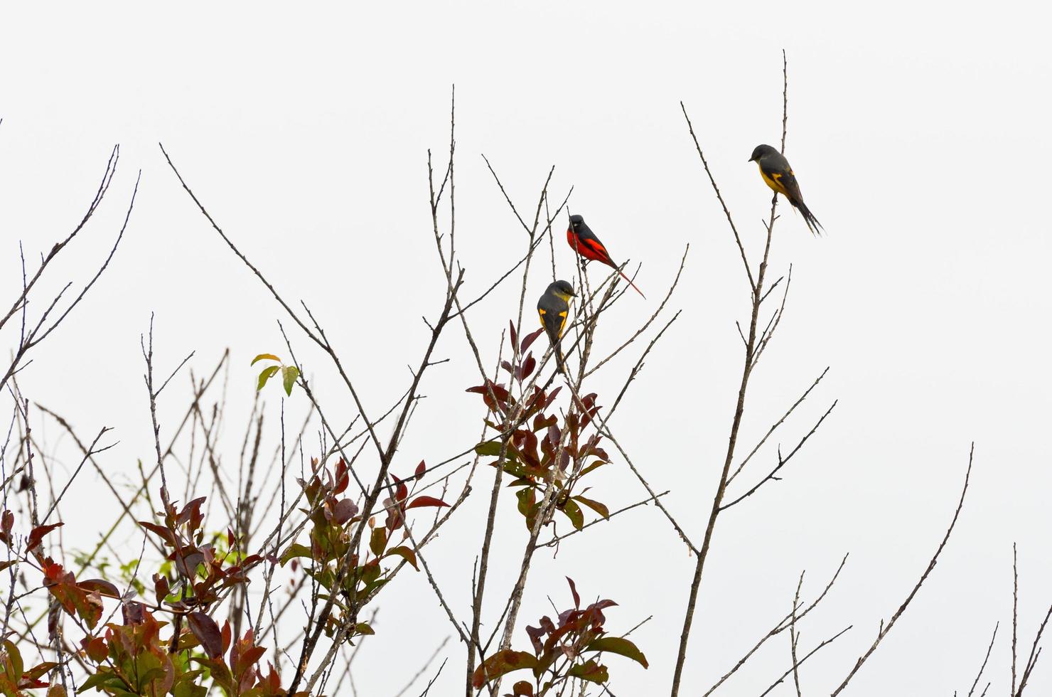 Scarlet Minivet birds, Males are redness, Female and the chicks will be yellow photo