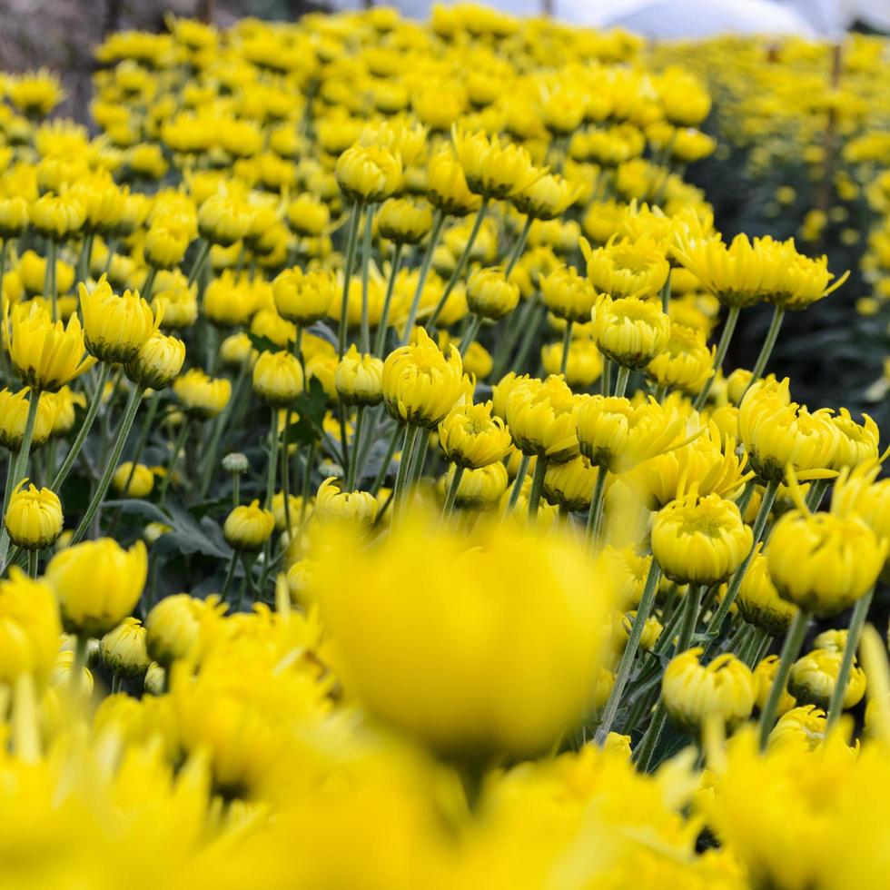 Close up yellow Chrysanthemum flowers in garden photo