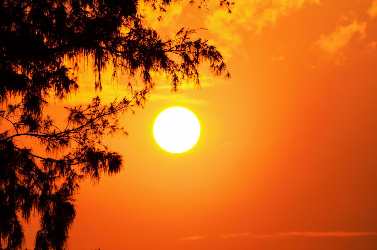 Silhouette of the tree and the sun in a light orange yellow at sunset photo