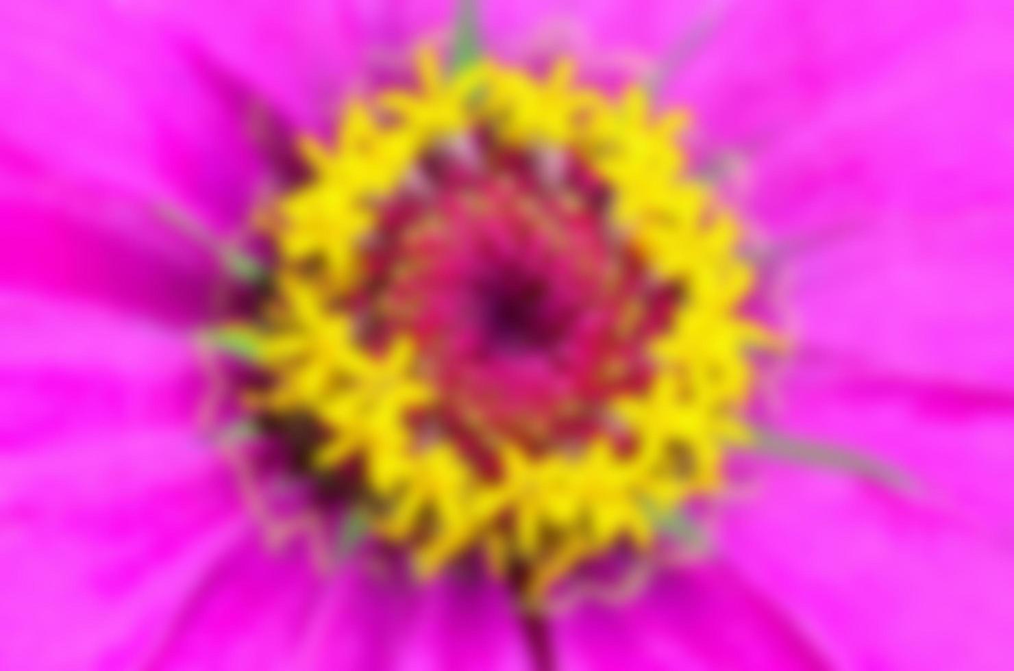 Blur background yellow carpel on pink petals photo