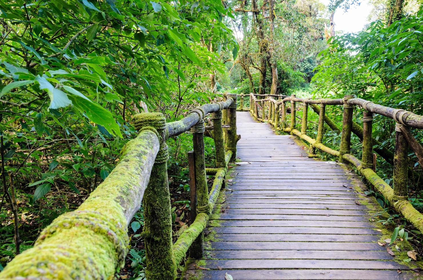 Pathway in the forest made of wood photo