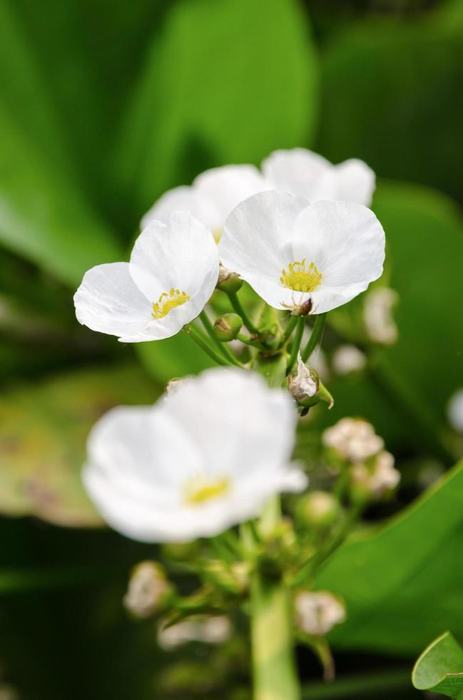 White flower of Creeping Burhead photo