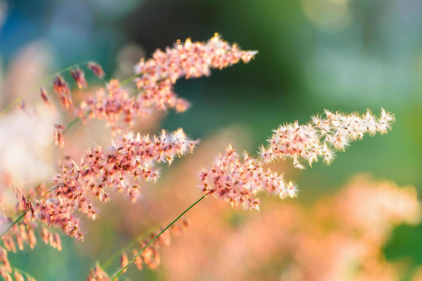 Sunset at field flower grass photo