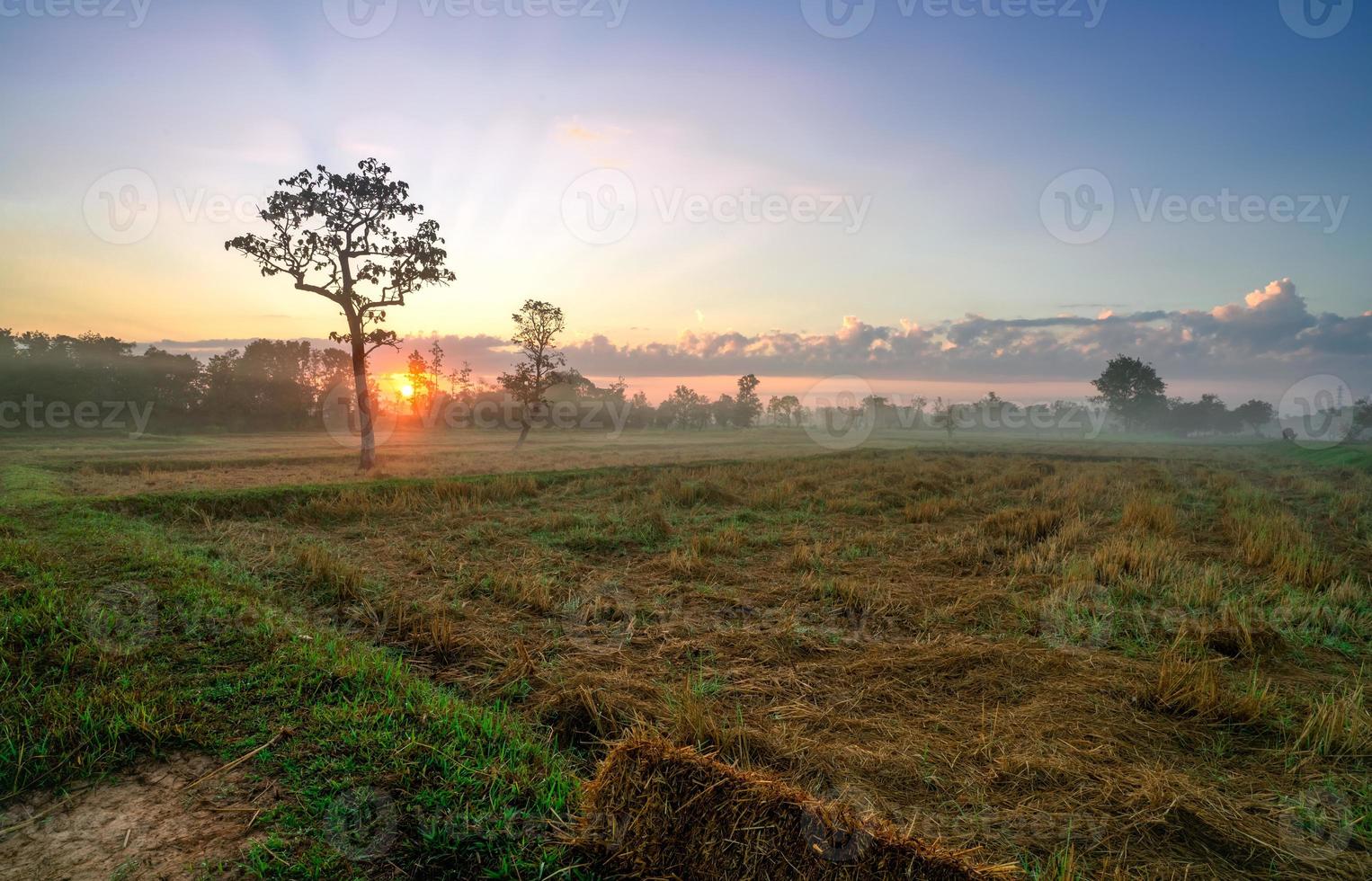 Landscape of harvested rice farm field in the morning with beautiful sunrise and fog on green grass. New Year's Day. Sun-rising of New Year. Beautiful morning sunshine sky. Rural scene in Thailand. photo