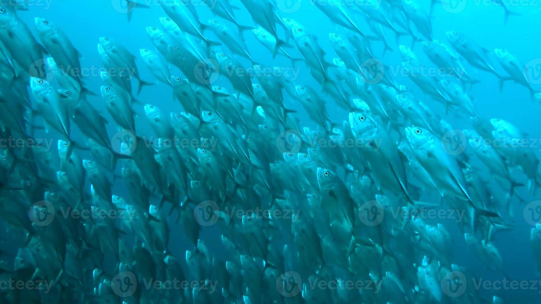 group of fish or school of fish at the ocean swimming in group on blue background photo