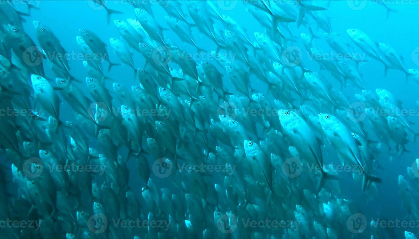 group of fish or school of fish at the ocean swimming in group on blue background photo