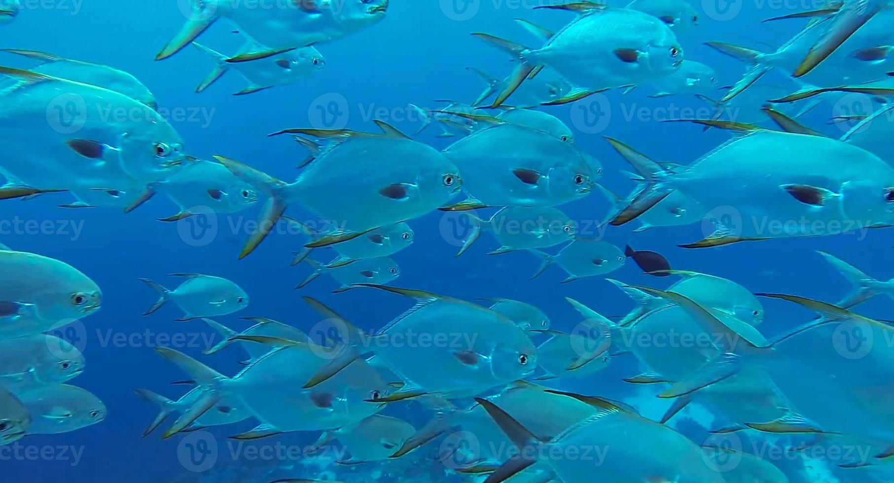 group of fish or school of fish at the ocean swimming in group on blue background photo