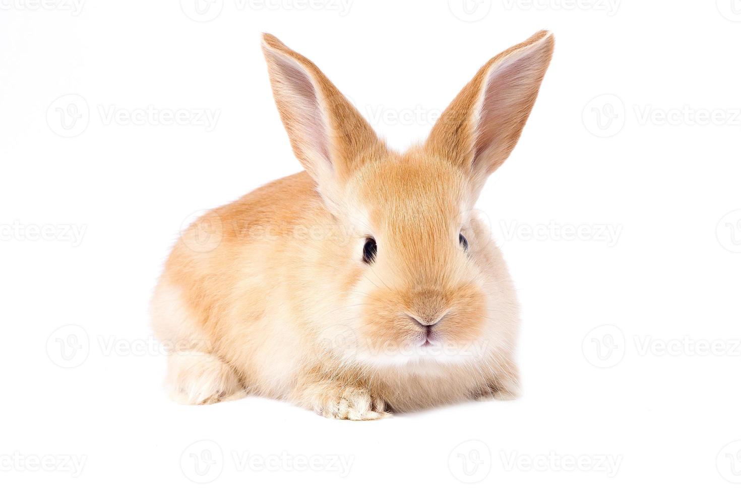 Head of a ginger rabbit on a white background. Decorative hare. Easter concept. photo