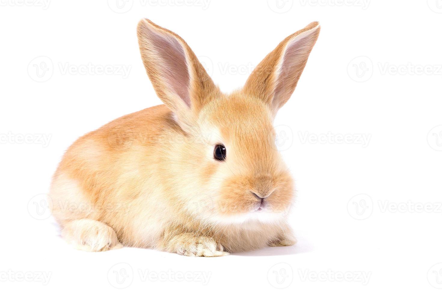 Head of a ginger rabbit on a white background. Decorative hare. Easter concept. photo