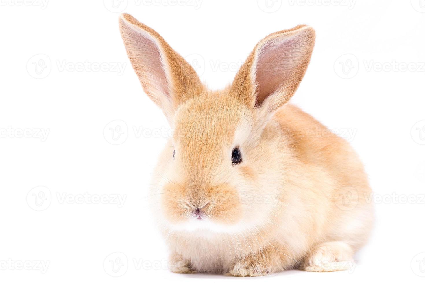 Head of a ginger rabbit on a white background. Decorative hare. Easter concept. photo