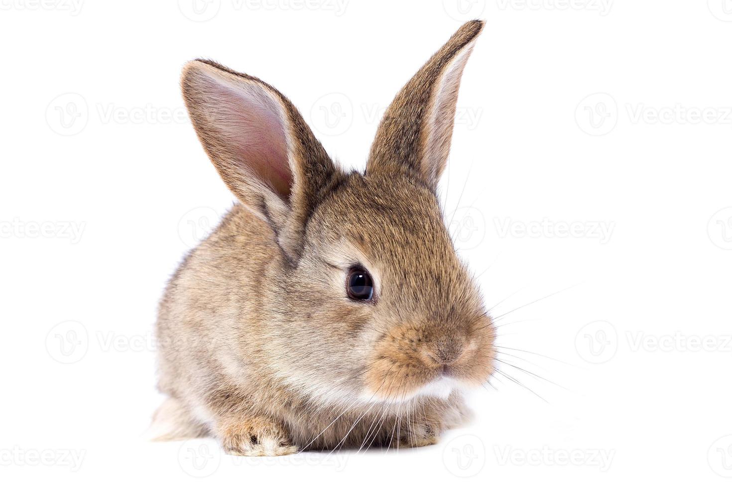 gray fluffy rabbit looking at the signboard. Isolated on white background. Easter bunny photo