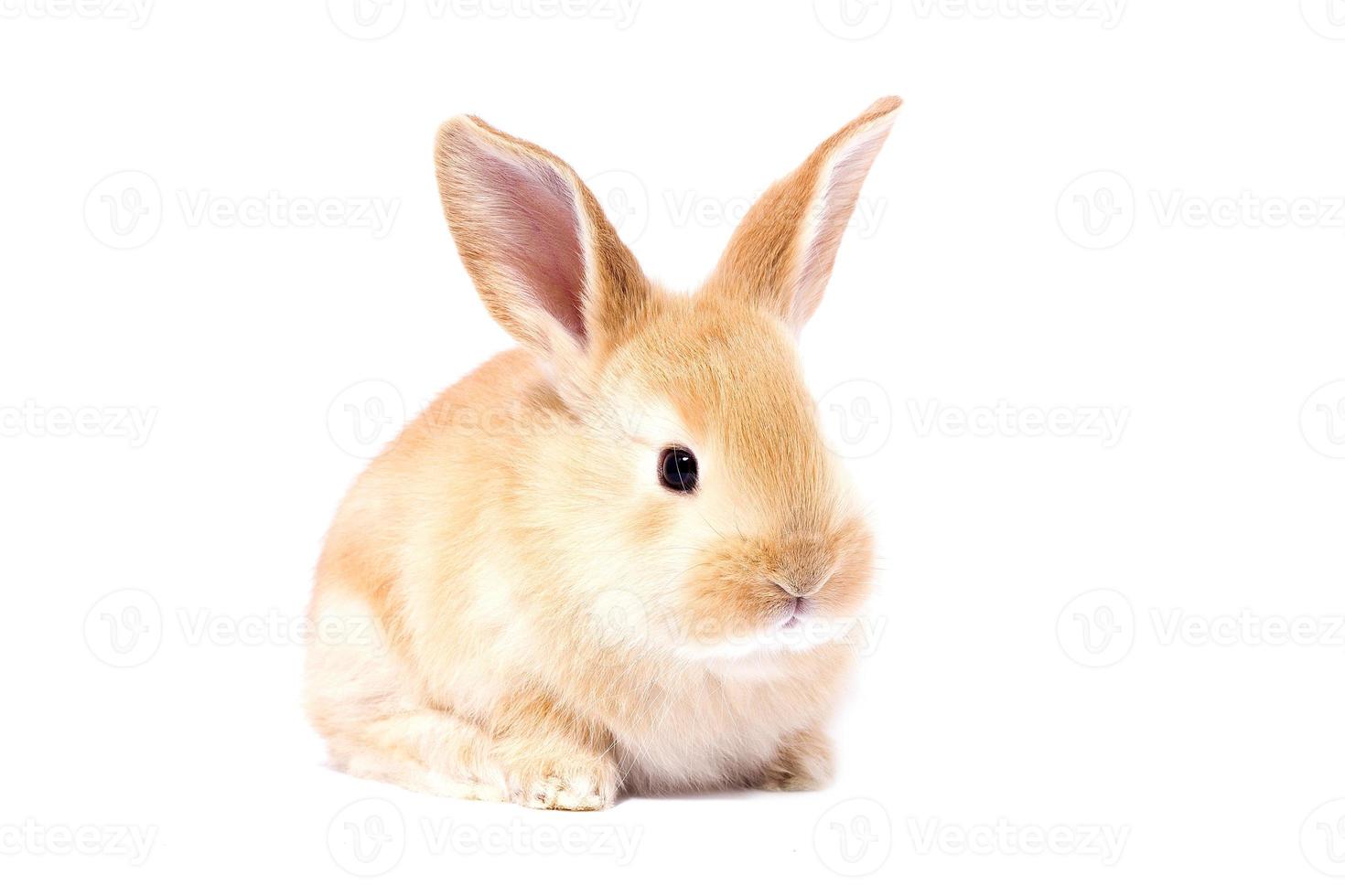 Head of a ginger rabbit on a white background. Decorative hare. Easter concept. photo