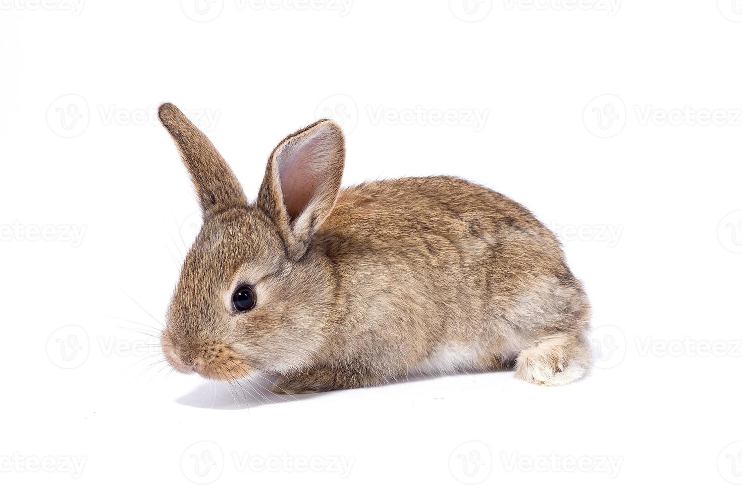 gray fluffy rabbit looking at the signboard. Isolated on white background. Easter bunny photo