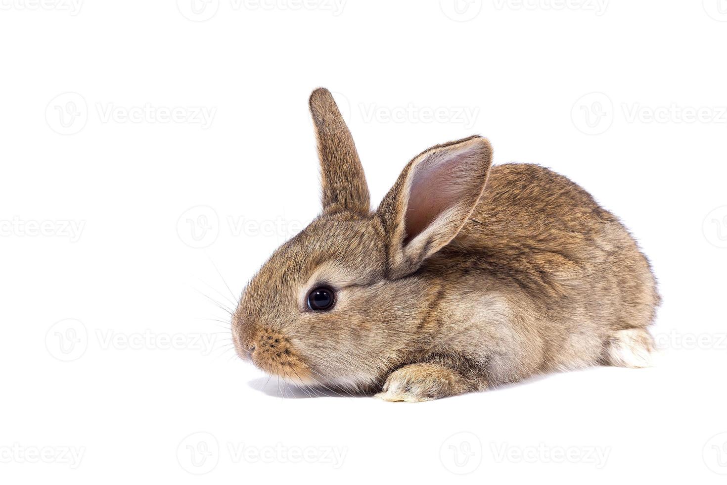 gray fluffy rabbit looking at the signboard. Isolated on white background. Easter bunny photo