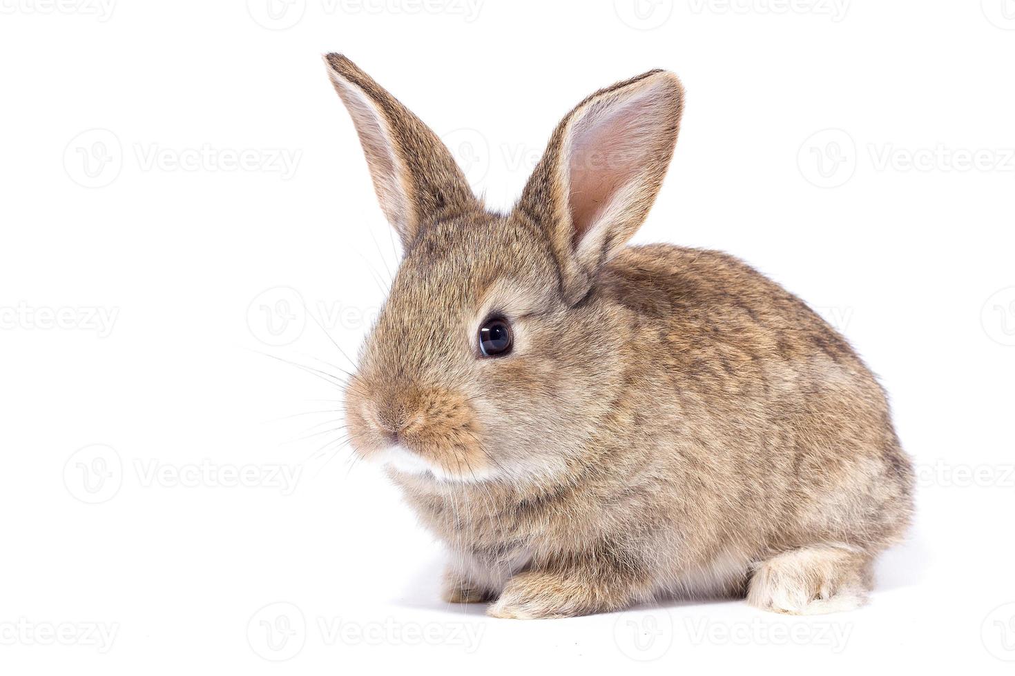 gray fluffy rabbit looking at the signboard. Isolated on white background. Easter bunny photo