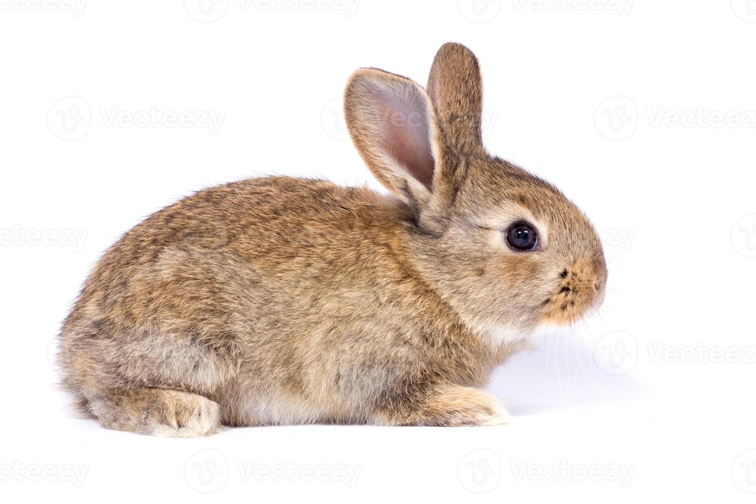 conejo gris esponjoso mirando el letrero. aislado sobre fondo blanco. conejo de Pascua foto