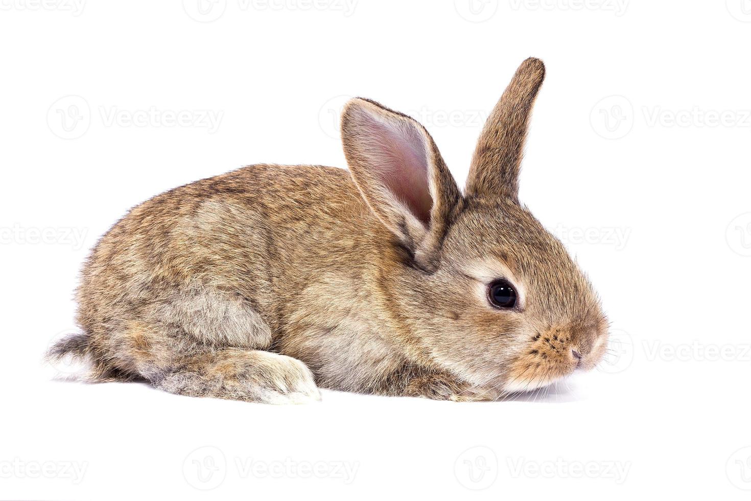 gray fluffy rabbit looking at the signboard. Isolated on white background. Easter bunny photo