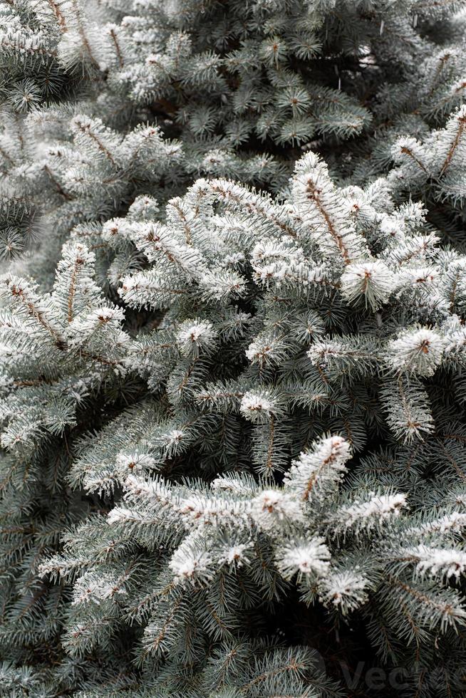 Spruce branches with falling snow photo