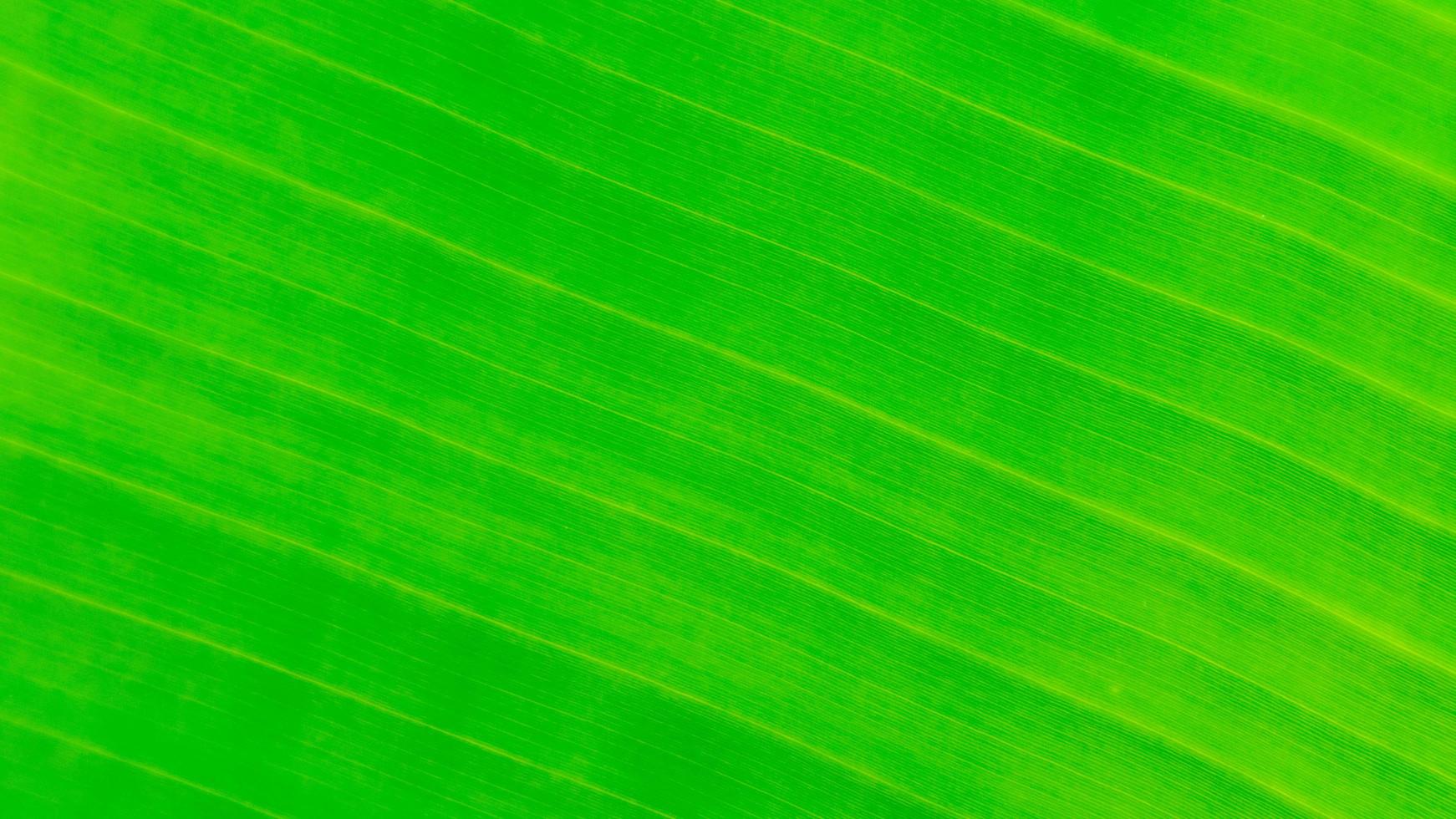 Banana leaf texture as a background photo