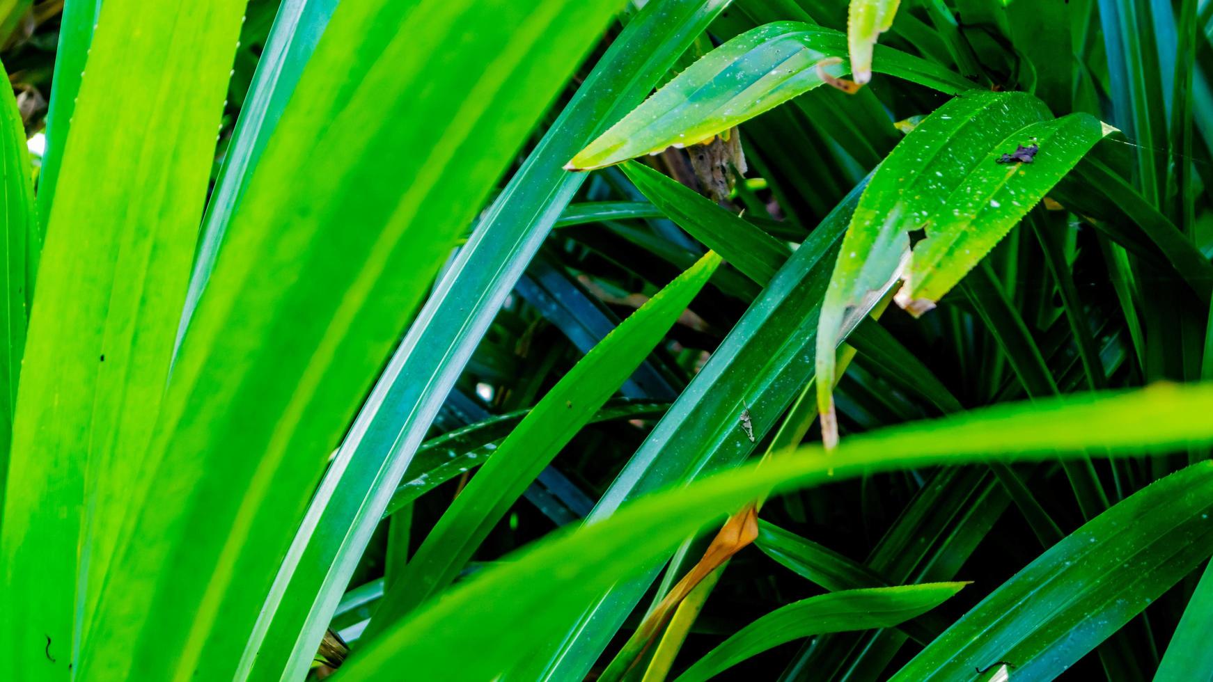 textura de follaje verde como fondo foto