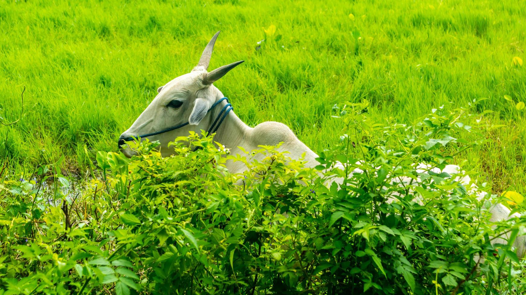 vacas relajándose en la hierba verde foto