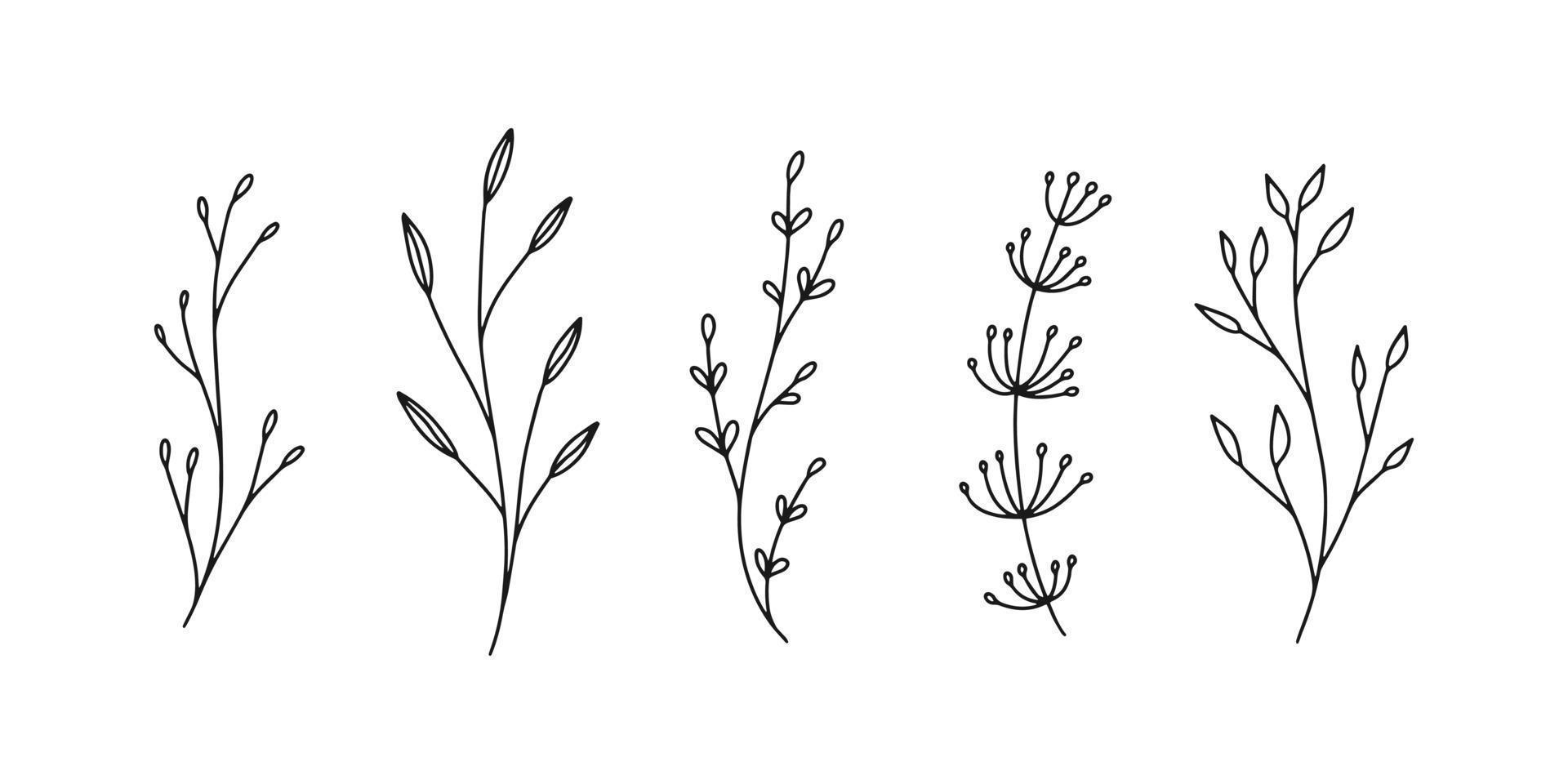 Set of botanical line art floral leaves, plants. Hand drawn sketch branches isolated on white background. Vector illustration