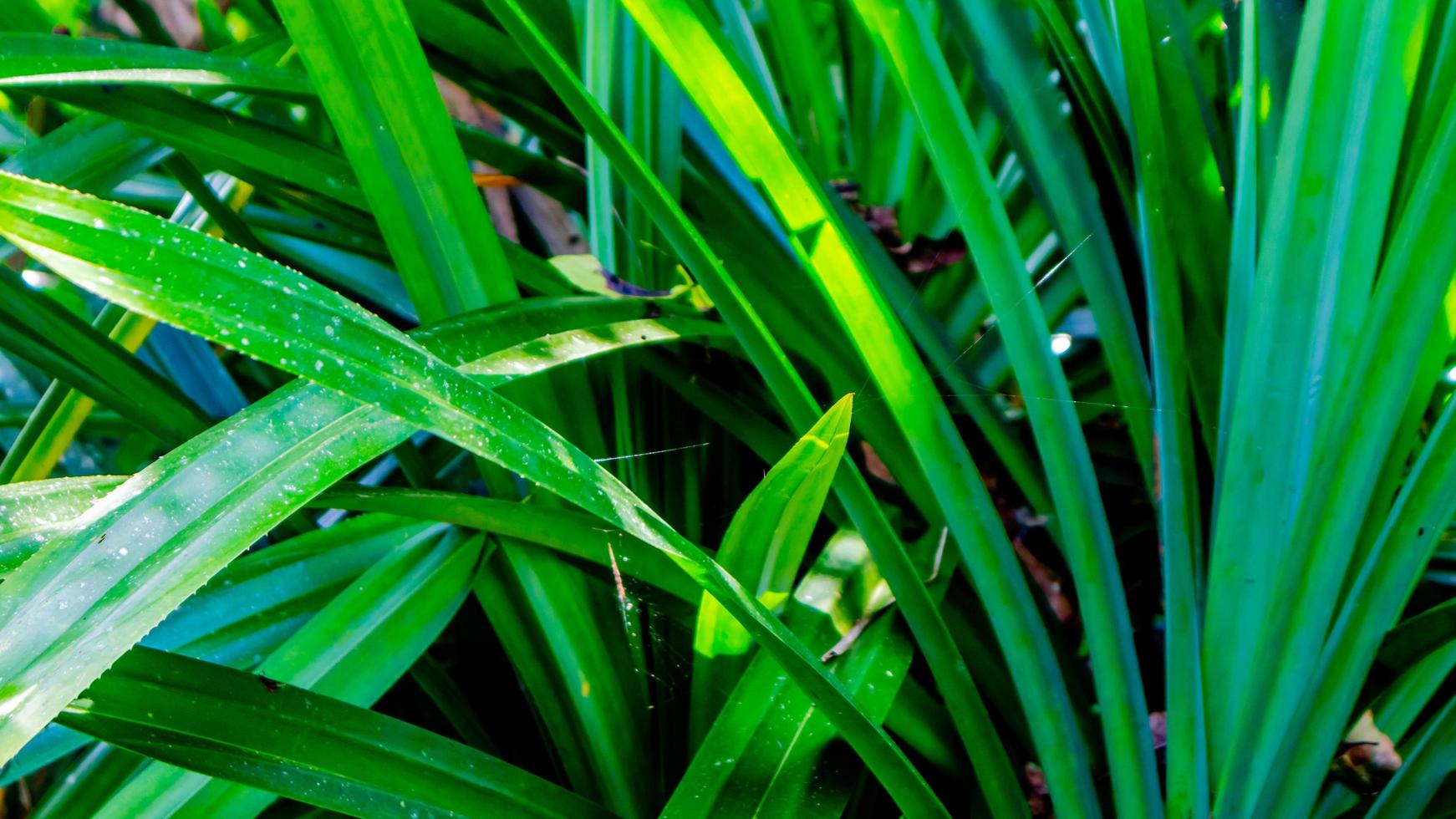 textura de follaje verde como fondo foto