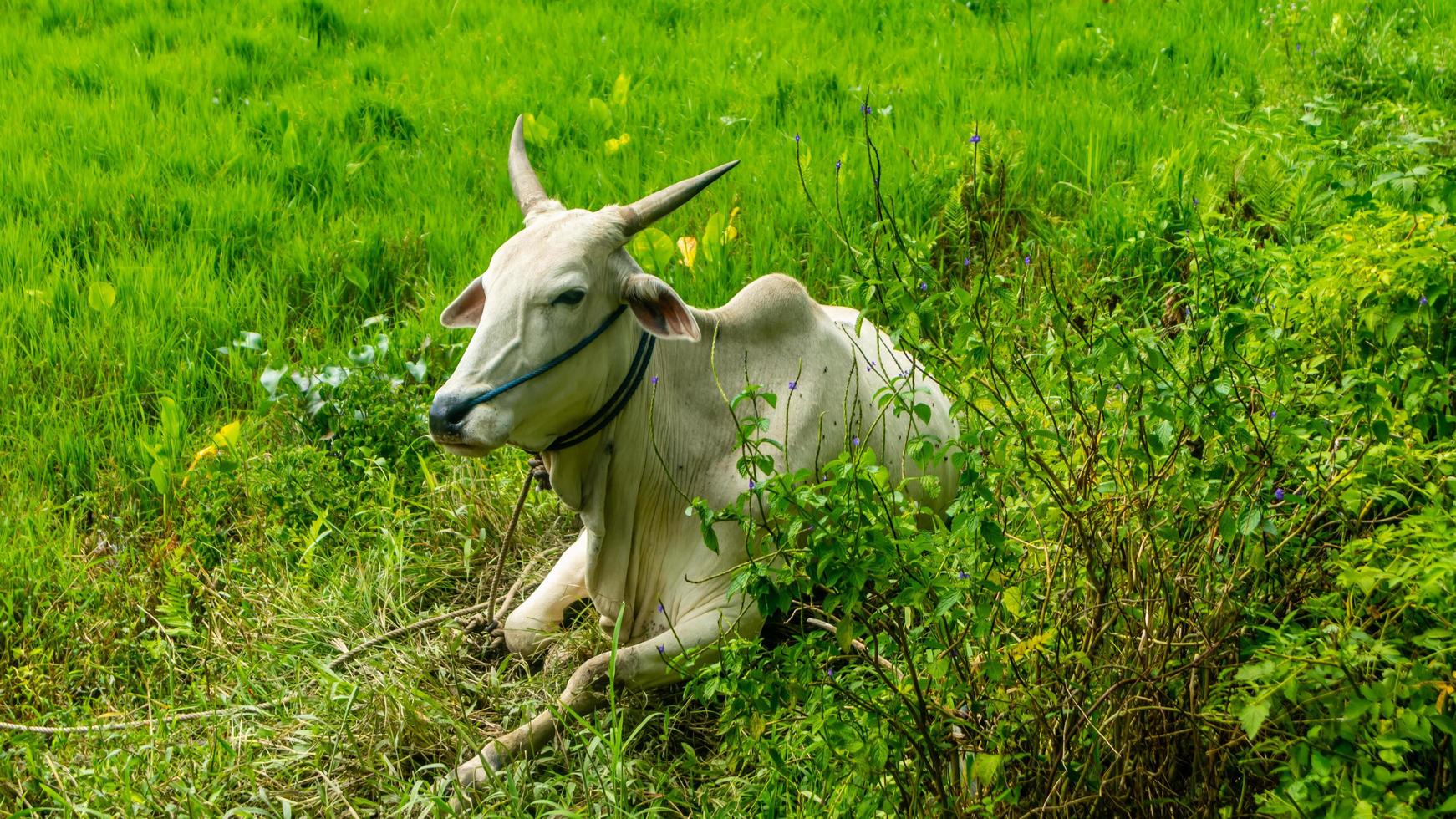 cows relaxing on green grass photo