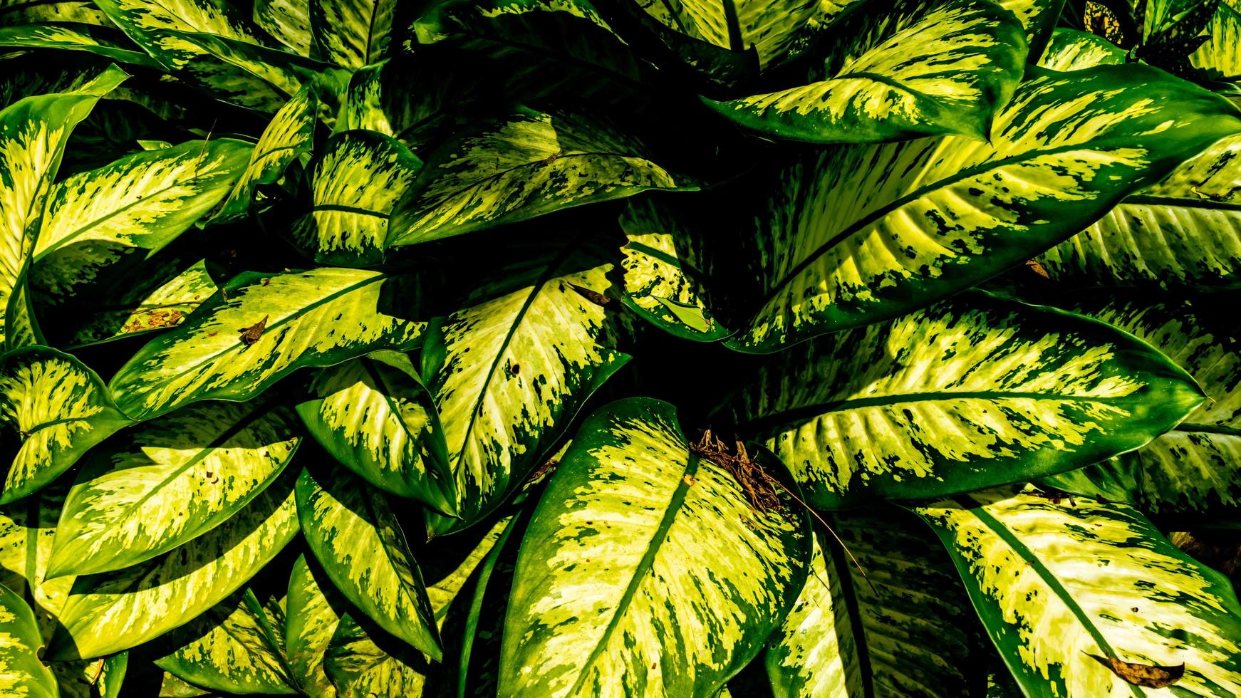 Dieffenbachia plant leaves in the background photo